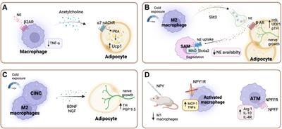 Reciprocal signaling between adipose tissue depots and the central nervous system